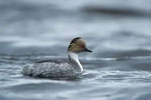 Podiceps: Silvery Grebe