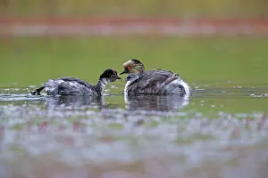 Occipitalis: Silvery Grebe female with chick on back