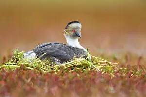 Occipitalis: Silvery Grebe on nest
