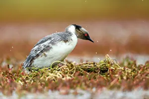 Occipitalis: Silvery Grebe on nest