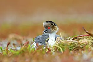 Occipitalis: Silvery Grebe on nest