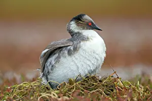 Occipitalis: Silvery Grebe on nest