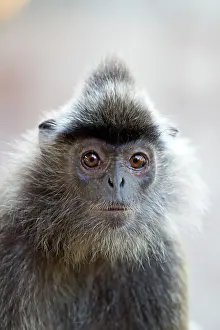 Trachypithecus: Silvery Lutung / Silvered Leaf Monkey /
