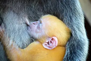 Trachypithecus: Silvery Lutung / Silvered Leaf Monkey /