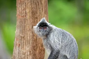 Trachypithecus: Silvery Lutung / Silvered Leaf Monkey /