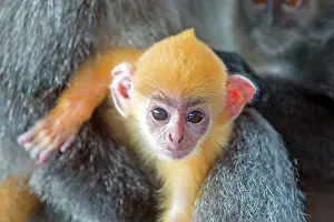 Trachypithecus: Silvery Lutung / Silvered Leaf Monkey /