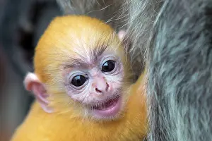 Trachypithecus: Silvery Lutung / Silvered Leaf Monkey /