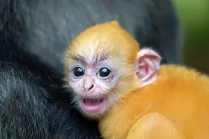 Trachypithecus: Silvery Lutung / Silvered Leaf Monkey /