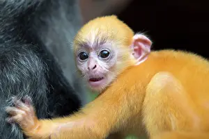 Trachypithecus: Silvery Lutung / Silvered Leaf Monkey /