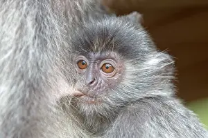 Trachypithecus: Silvery Lutung / Silvered Leaf Monkey /