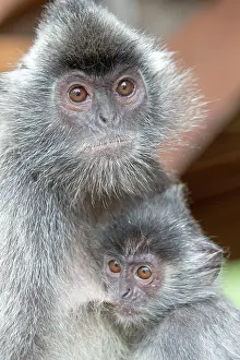 Trachypithecus: Silvery Lutung / Silvered Leaf Monkey /