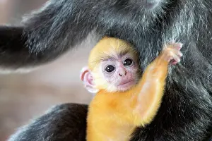 Trachypithecus: Silvery Lutung / Silvered Leaf Monkey /
