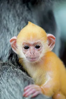 Trachypithecus: Silvery Lutung / Silvered Leaf Monkey /