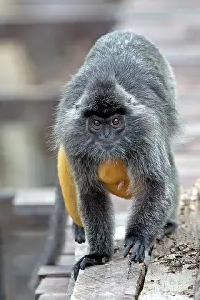 Trachypithecus: Silvery Lutung / Silvered Leaf Monkey /