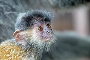 Trachypithecus: Silvery Lutung / Silvered Leaf Monkey /