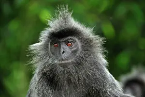 Trachypithecus: Silvery Lutung / Silvered Leaf Monkey / Silvery