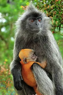 Trachypithecus: Silvery Lutung / Silvered Leaf Monkey / Silvery