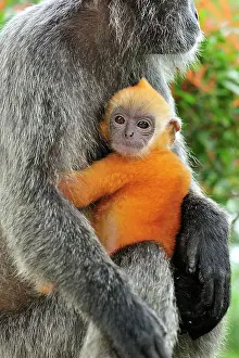 Trachypithecus: Silvery Lutung / Silvered Leaf Monkey / Silvery