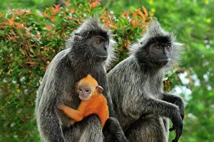 Trachypithecus: Silvery Lutung / Silvered Leaf Monkey / Silvery