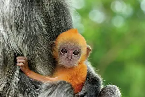Trachypithecus: Silvery Lutung / Silvered Leaf Monkey / Silvery