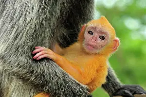 Trachypithecus: Silvery Lutung / Silvered Leaf Monkey / Silvery