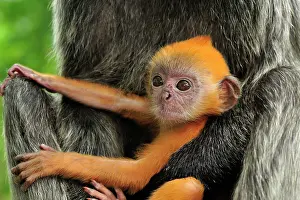 Trachypithecus: Silvery Lutung / Silvered Leaf Monkey / Silvery