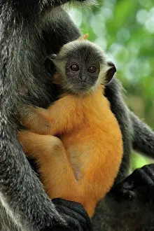Trachypithecus: Silvery Lutung / Silvered Leaf Monkey / Silvery
