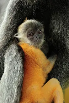 Trachypithecus: Silvery Lutung / Silvered Leaf Monkey / Silvery