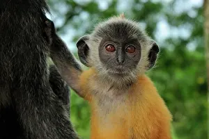 Trachypithecus: Silvery Lutung / Silvered Leaf Monkey / Silvery