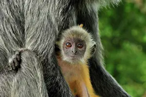 Trachypithecus: Silvery Lutung / Silvered Leaf Monkey / Silvery