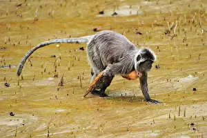 Sarawak: Silvery Lutung / Silvered Leaf Monkey / Silvery
