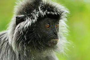 Sarawak: Silvery Lutung / Silvered Leaf Monkey / Silvery