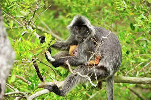 Sarawak: Silvery Lutung / Silvered Leaf Monkey / Silvery
