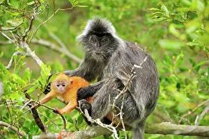 Sarawak: Silvery Lutung / Silvered Leaf Monkey / Silvery