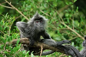 Lutung: Silvery Lutung / Silvered Leaf Monkey / Silvery Langur