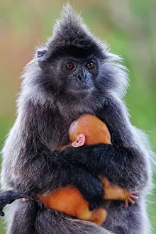 Orient: silvery lutung or Silvered leaf Monkey or Silvery Langur