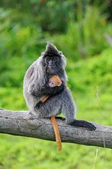 Sabah: silvery lutung or Silvered leaf Monkey or Silvery Langur