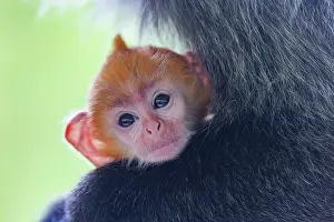 Sabah: silvery lutung or Silvered leaf Monkey or Silvery Langur