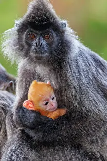 Sabah: silvery lutung or Silvered leaf Monkey or Silvery Langur