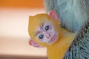 Trachypithecus: Silvery Lutung / Silvered Leaf Monkey / Silvery Langur / Sil