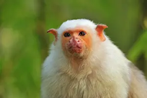 Marmoset: Silvery Marmoset
