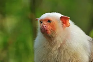 Marmoset: Silvery Marmoset