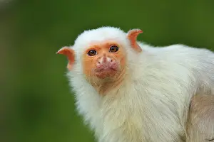 Marmoset: Silvery Marmoset
