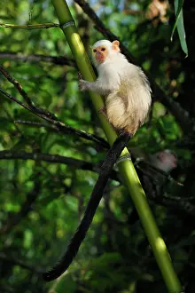 Marmoset: Silvery Marmoset