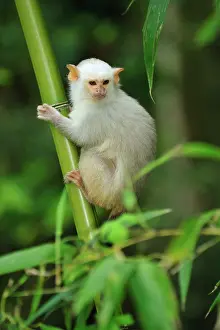 Callithrix: Silvery Marmoset