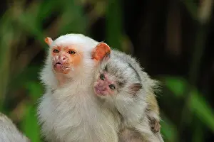 Marmoset: Silvery Marmoset - with baby on back