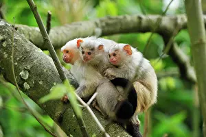Callithrix: Silvery Marmoset - with baby