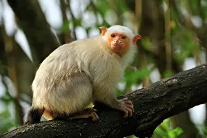 Marmoset: Silvery Marmoset - climbing on tree branch