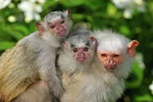 Huddled: Silvery Marmoset - huddled together with baby