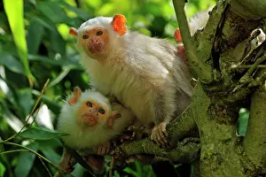 Marmoset: Silvery Marmoset - two together in trees